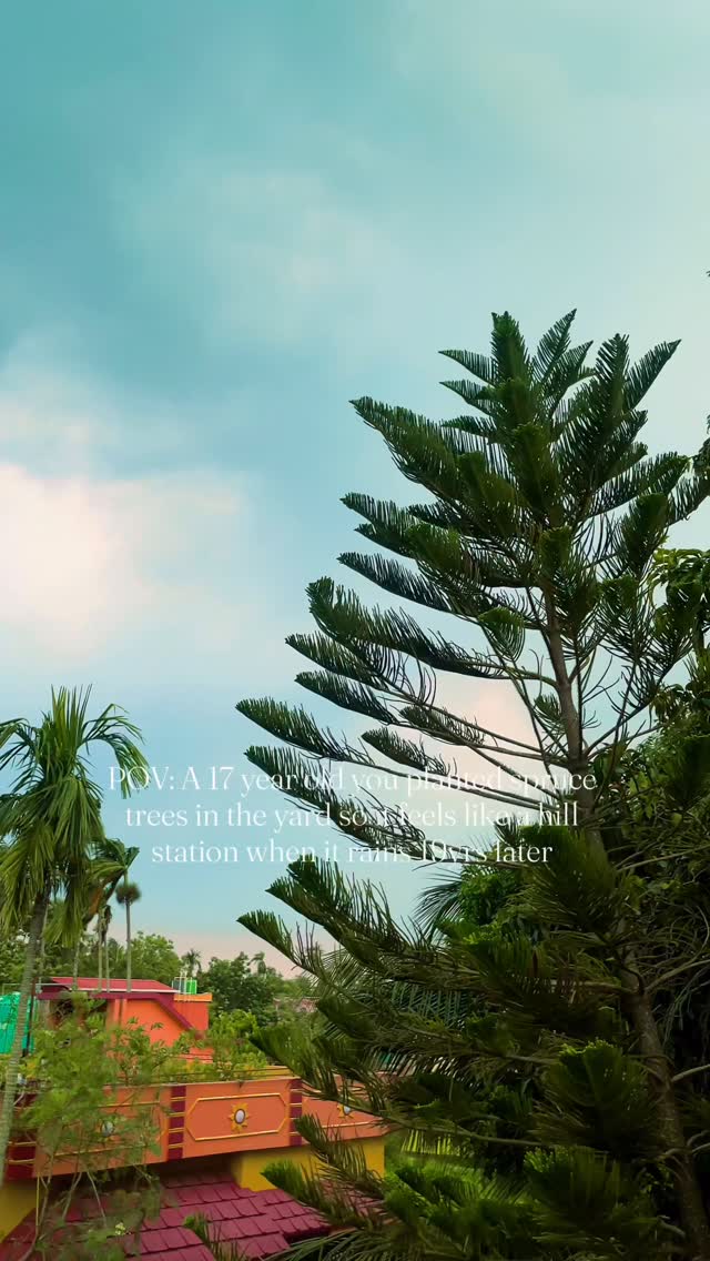 I have always romanticised the woods and the mountains. And ever since I was a kid, I longed more just the vacation. I wanted to live it. So I started planting… spruce trees, Debdarus and salt cedars. Starting from a very young age.

A lot of them were cut down to change the pavement when I was away for college. But one of each stands. The last salt cedar was saved by cutting out a tree well. The rest of them, just gone. To be honest they didn’t grow much, the soil was not good that side, my mother says.
But the 3 remaining trees grows taller and taller, and breaks down during a bad Kalboishakhi, but keeps growing again. 
I used to decorate the spruce during Christmas when it was smaller. And today it stands taller even after breaking so many time. 🌲🌳