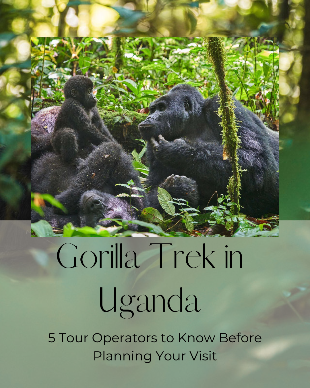 5 Tour Operators to Know Before Planning a Gorilla Trek in Uganda